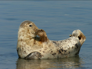 Картинка животные тюлени морские львы котики