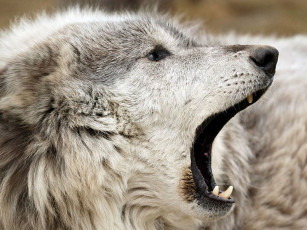 Картинка животные волки