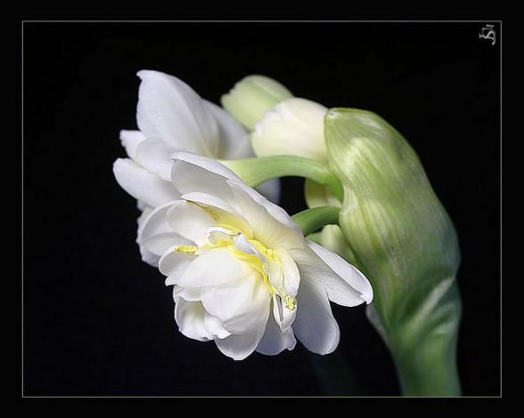 Обои картинки фото цветы