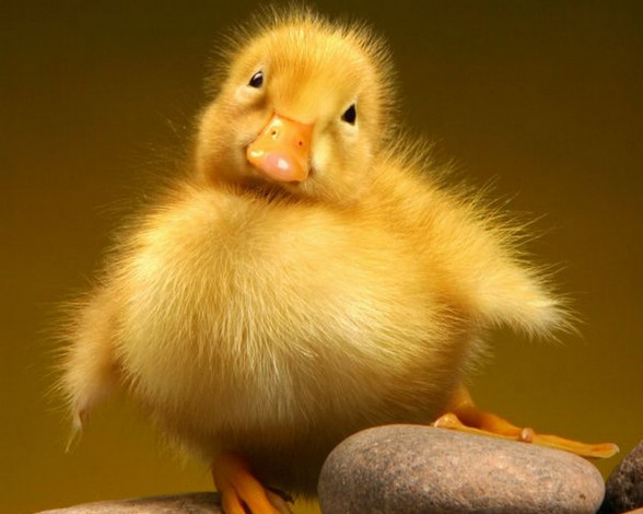 Обои картинки фото животные, утки