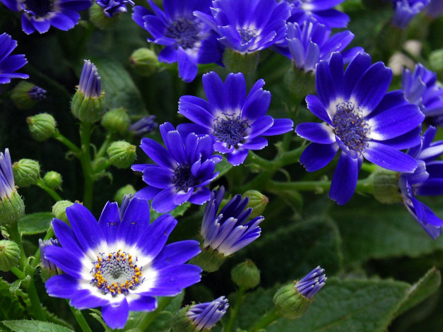 Обои картинки фото цветы, цинерария