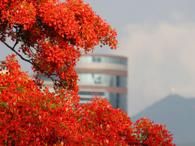 Обои картинки фото цветы, делоникс, королевский, огненное, дерево