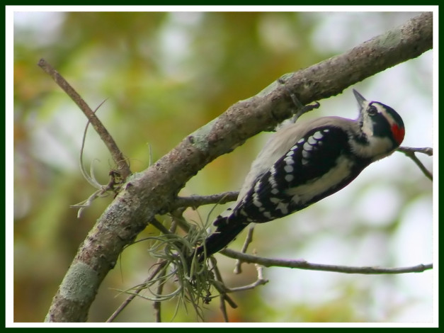 Обои картинки фото животные, дятлы