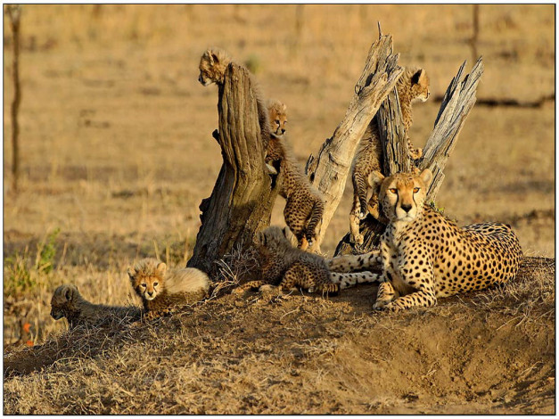 Обои картинки фото животные, гепарды