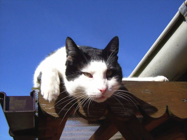 Обои картинки фото животные, коты