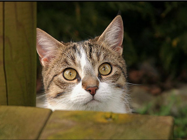 Обои картинки фото животные, коты