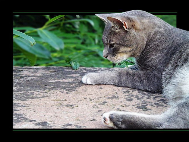 Обои картинки фото животные, коты