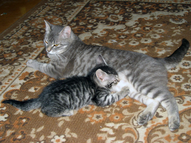 Обои картинки фото животные, коты