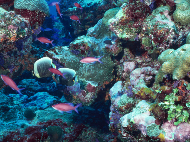 Обои картинки фото животные, рыбы