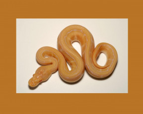 Картинка животные змеи питоны кобры