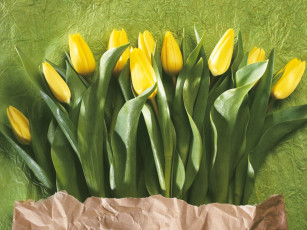 Картинка цветы тюльпаны