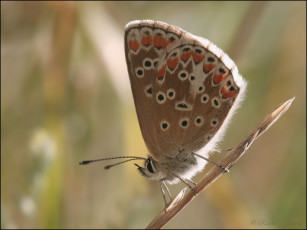 Картинка животные бабочки