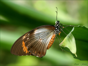 Картинка животные бабочки