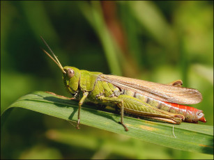 Картинка животные кузнечики саранча