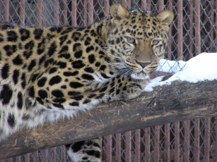 Картинка животные леопарды