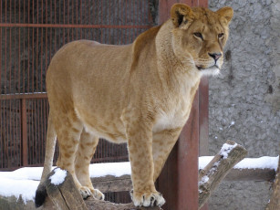 Картинка животные львы