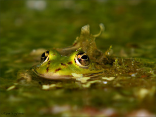 Картинка животные лягушки