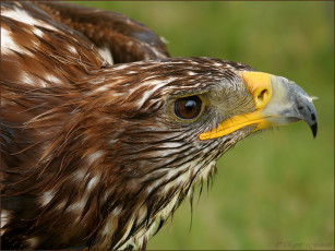 Картинка животные птицы хищники