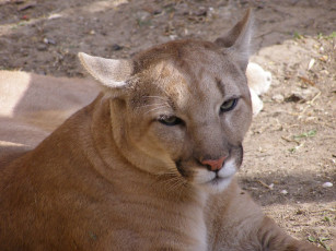 Картинка животные пумы