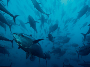 Картинка животные рыбы