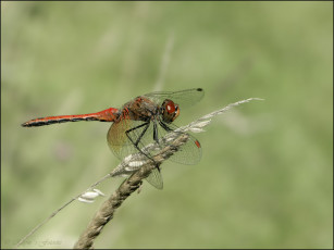 Картинка животные стрекозы