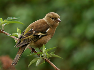 обоя животные, воробьи