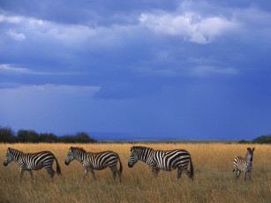 Картинка животные зебры