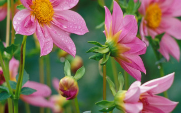 Картинка цветы георгины