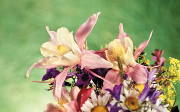 Картинка цветы разные вместе