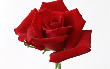 Картинка цветы розы