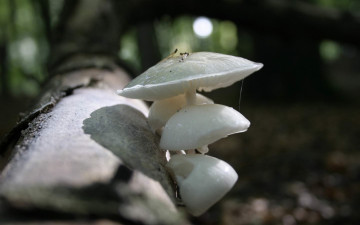 Картинка природа