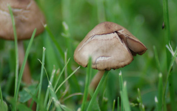 Картинка природа