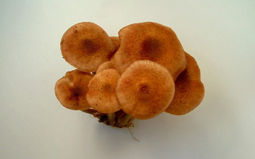 Картинка природа