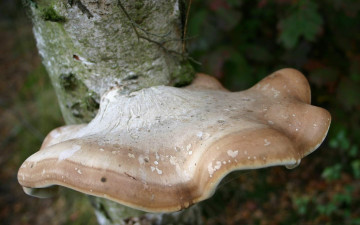 Картинка природа