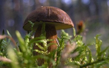 Картинка природа