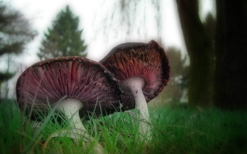 Картинка природа