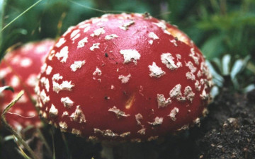 Картинка природа