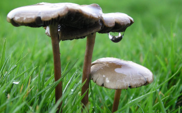 Картинка природа