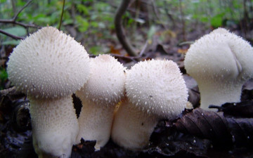 Картинка природа