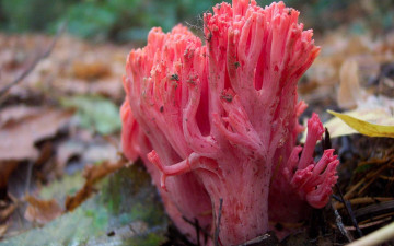 Картинка природа