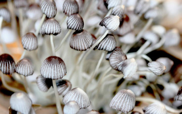 Картинка природа