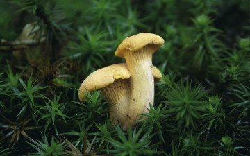 Картинка природа