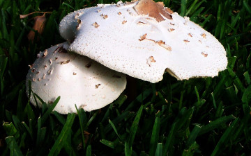 Картинка природа