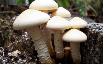 Картинка природа