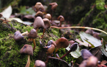 Картинка природа