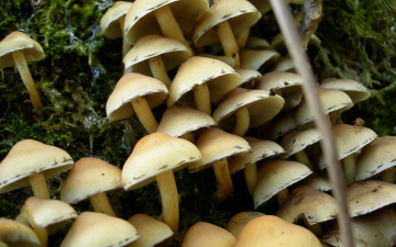 Картинка природа