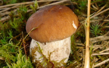 Картинка природа