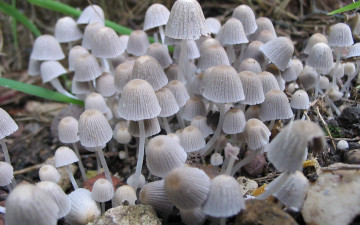 Картинка природа