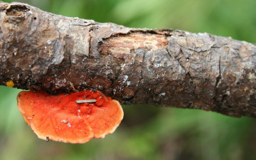 Картинка природа