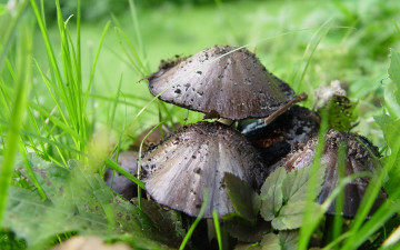 Картинка природа